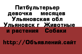 Питбультерьер ( девочка) 7 месяцев, - Ульяновская обл., Ульяновск г. Животные и растения » Собаки   